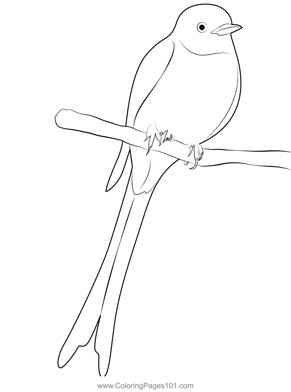 Sitting Scissor Tailed Flycatcher