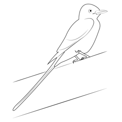 Small Scissor Tailed Flycatcher Bird Free Coloring Page for Kids