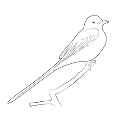 The Scissor Tailed Flycatcher Free Coloring Page for Kids