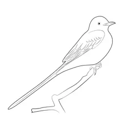 The Scissor Tailed Flycatcher Free Coloring Page for Kids