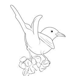 Western Scissor Tailed Flycatcher Free Coloring Page for Kids
