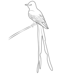 Young Scissor Tailed Flycatcher Free Coloring Page for Kids