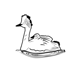 Black necked Grebe 1 Free Coloring Page for Kids