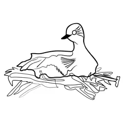 Black necked Grebe 2 Free Coloring Page for Kids