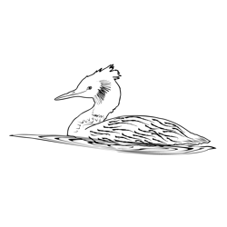 Great Crested Grebe 1 Free Coloring Page for Kids