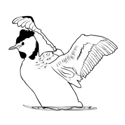 Great Crested Grebe 2 Free Coloring Page for Kids