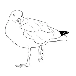 A Seagull With A Broken Leg Free Coloring Page for Kids