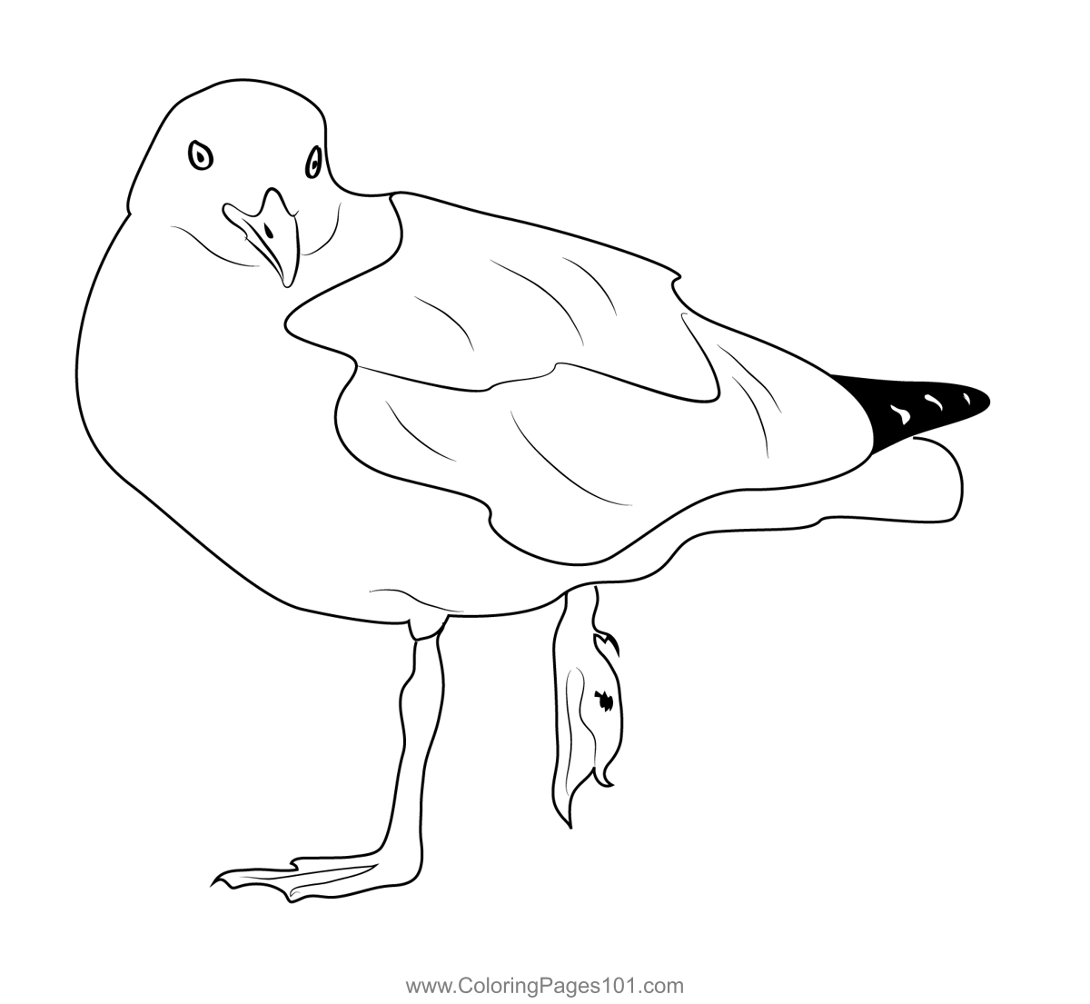 A Seagull With A Broken Leg