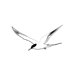 Arctic Tern 1 Free Coloring Page for Kids