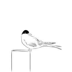 Arctic Tern 10 Free Coloring Page for Kids