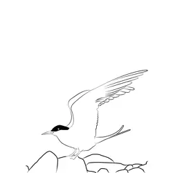Arctic Tern 11 Free Coloring Page for Kids