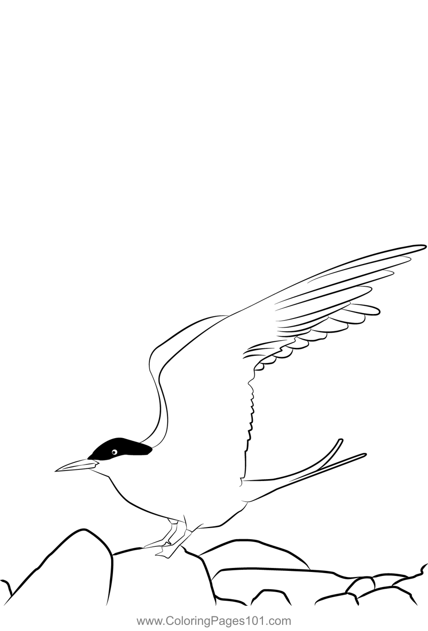 Arctic Tern 11