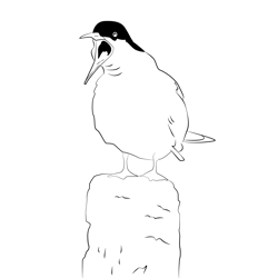 Arctic Tern 12 Free Coloring Page for Kids