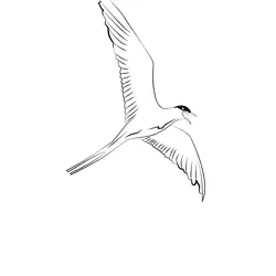 Arctic Tern 13 Free Coloring Page for Kids