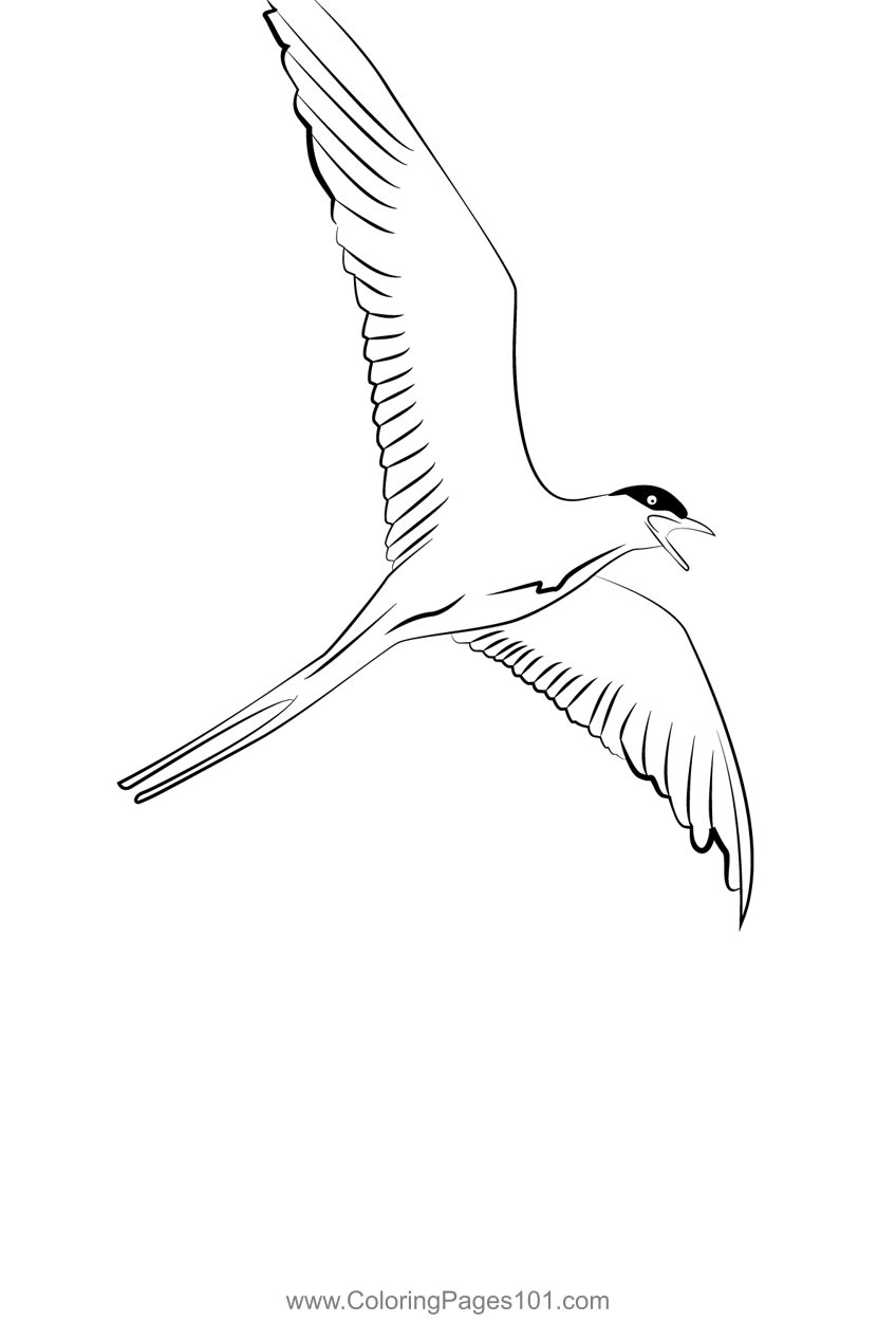 Arctic Tern 13