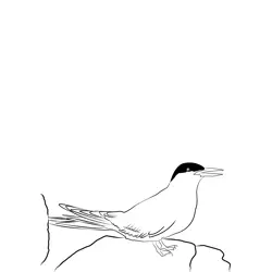 Arctic Tern 14 Free Coloring Page for Kids
