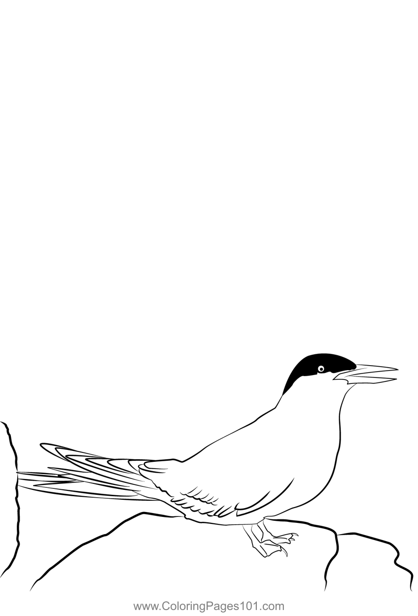 Arctic Tern 14