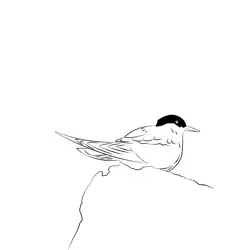 Arctic Tern 15 Free Coloring Page for Kids
