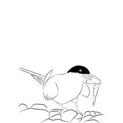 Arctic Tern 16 Free Coloring Page for Kids