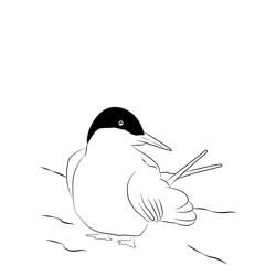 Arctic Tern 17 Free Coloring Page for Kids