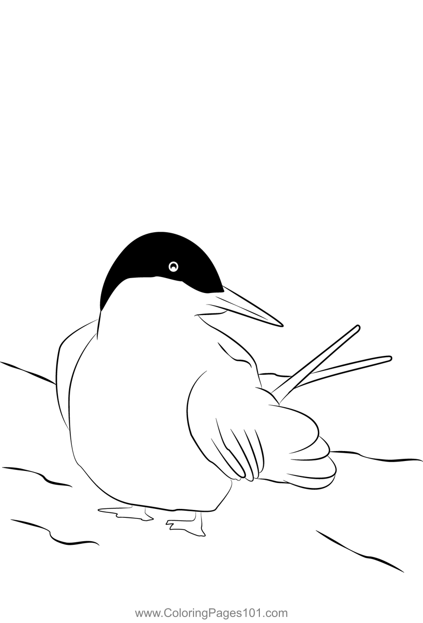 Arctic Tern 17