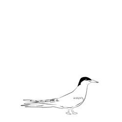 Arctic Tern 19 Free Coloring Page for Kids