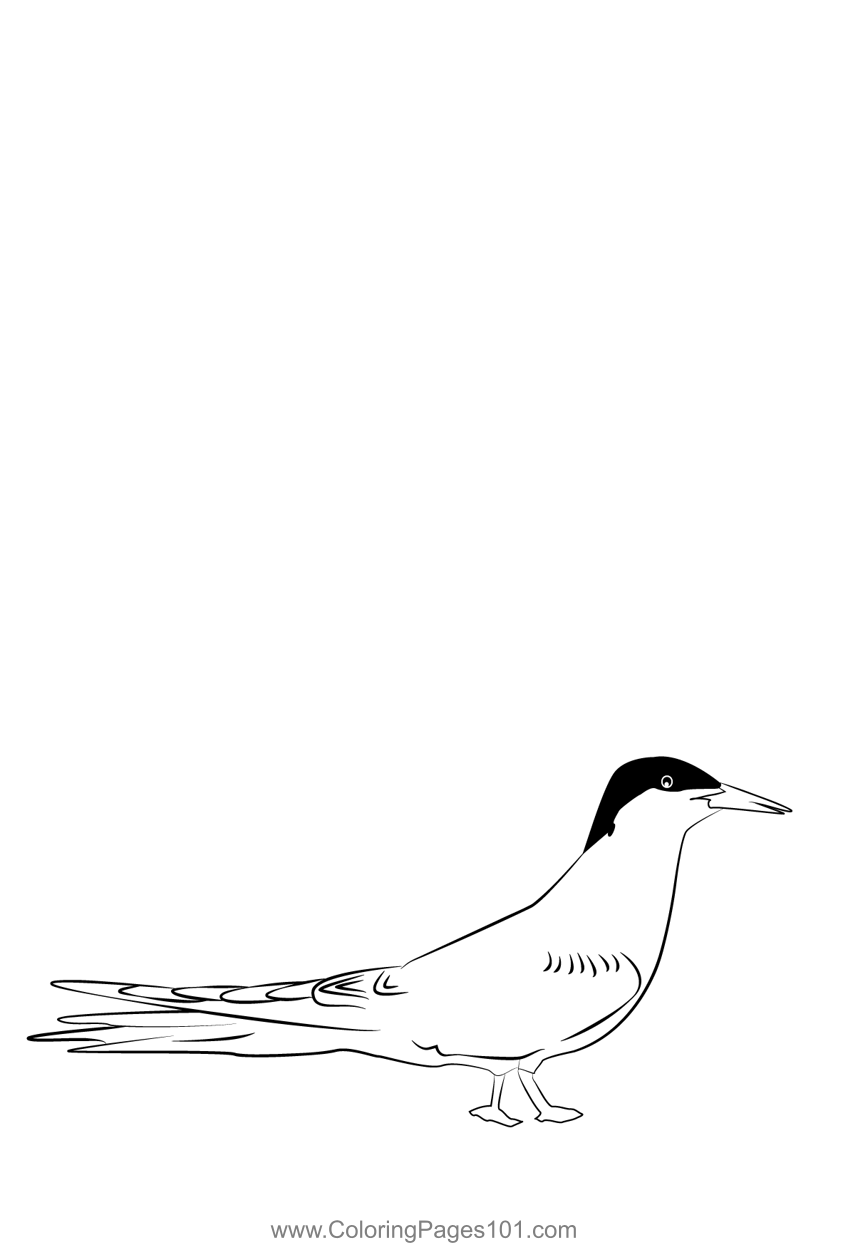 Arctic Tern 19