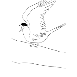 Arctic Tern 2 Free Coloring Page for Kids