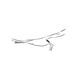 Arctic Tern 20 Free Coloring Page for Kids