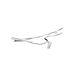 Arctic Tern 20 Free Coloring Page for Kids