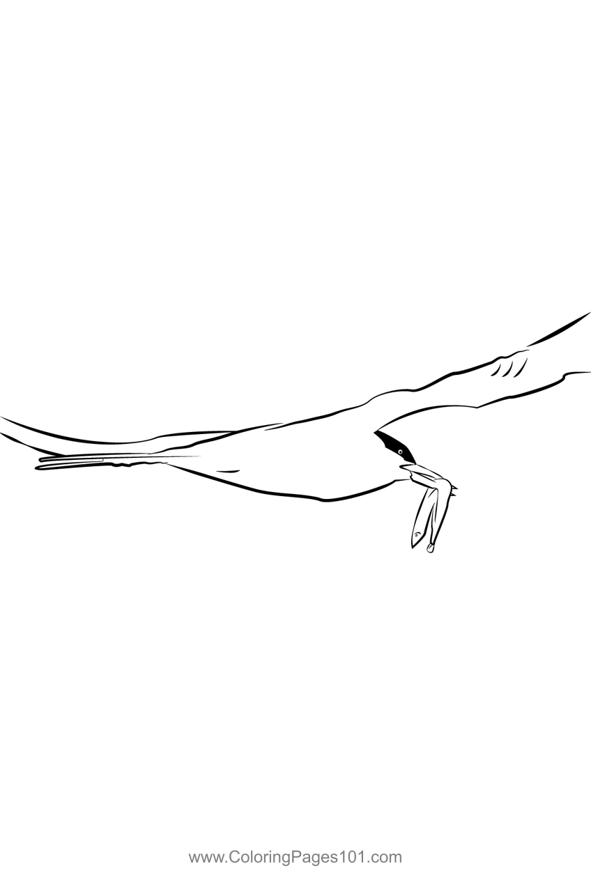 Arctic Tern 20