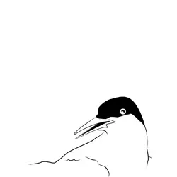 Arctic Tern 21 Free Coloring Page for Kids