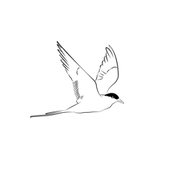 Arctic Tern 22 Free Coloring Page for Kids