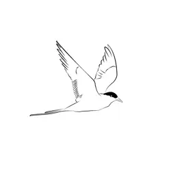 Arctic Tern 22