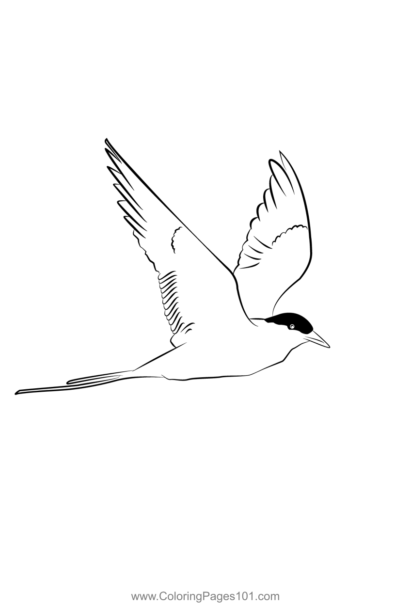 Arctic Tern 22