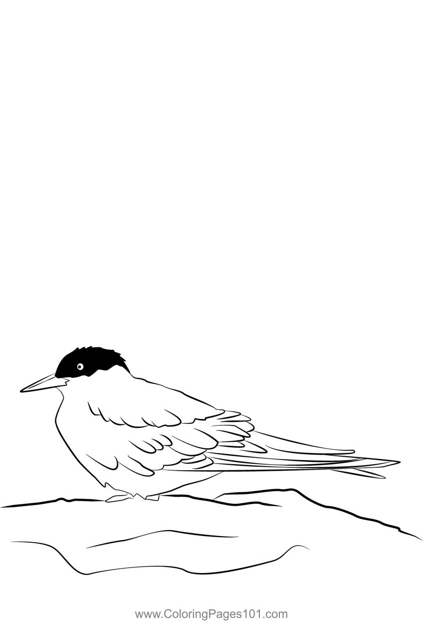 Arctic Tern 23