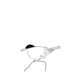 Arctic Tern 24 Free Coloring Page for Kids