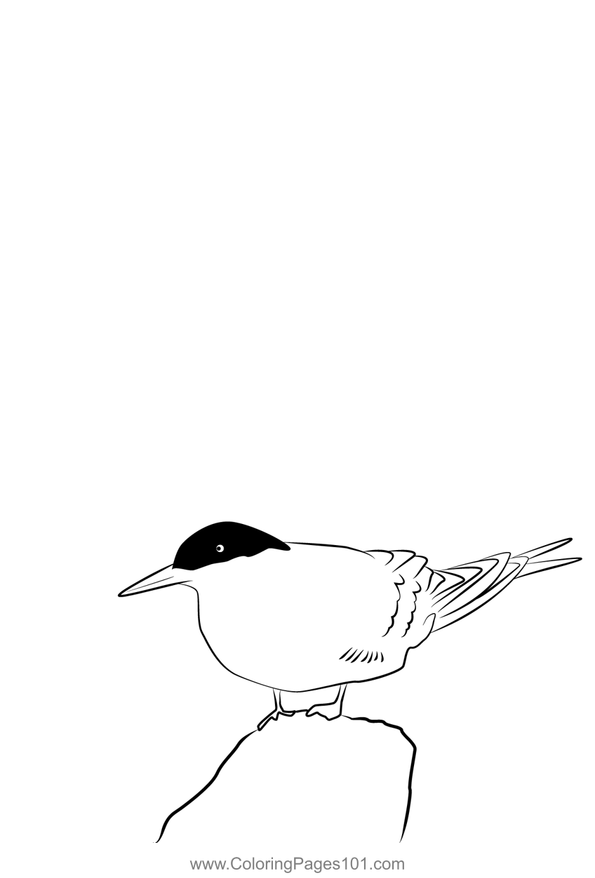 Arctic Tern 24