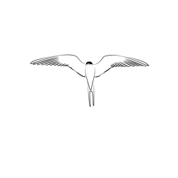 Arctic Tern 3 Free Coloring Page for Kids
