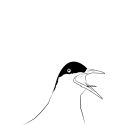 Arctic Tern 4 Free Coloring Page for Kids