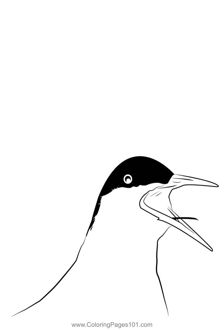 Arctic Tern 4