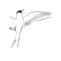 Arctic Tern 5 Free Coloring Page for Kids