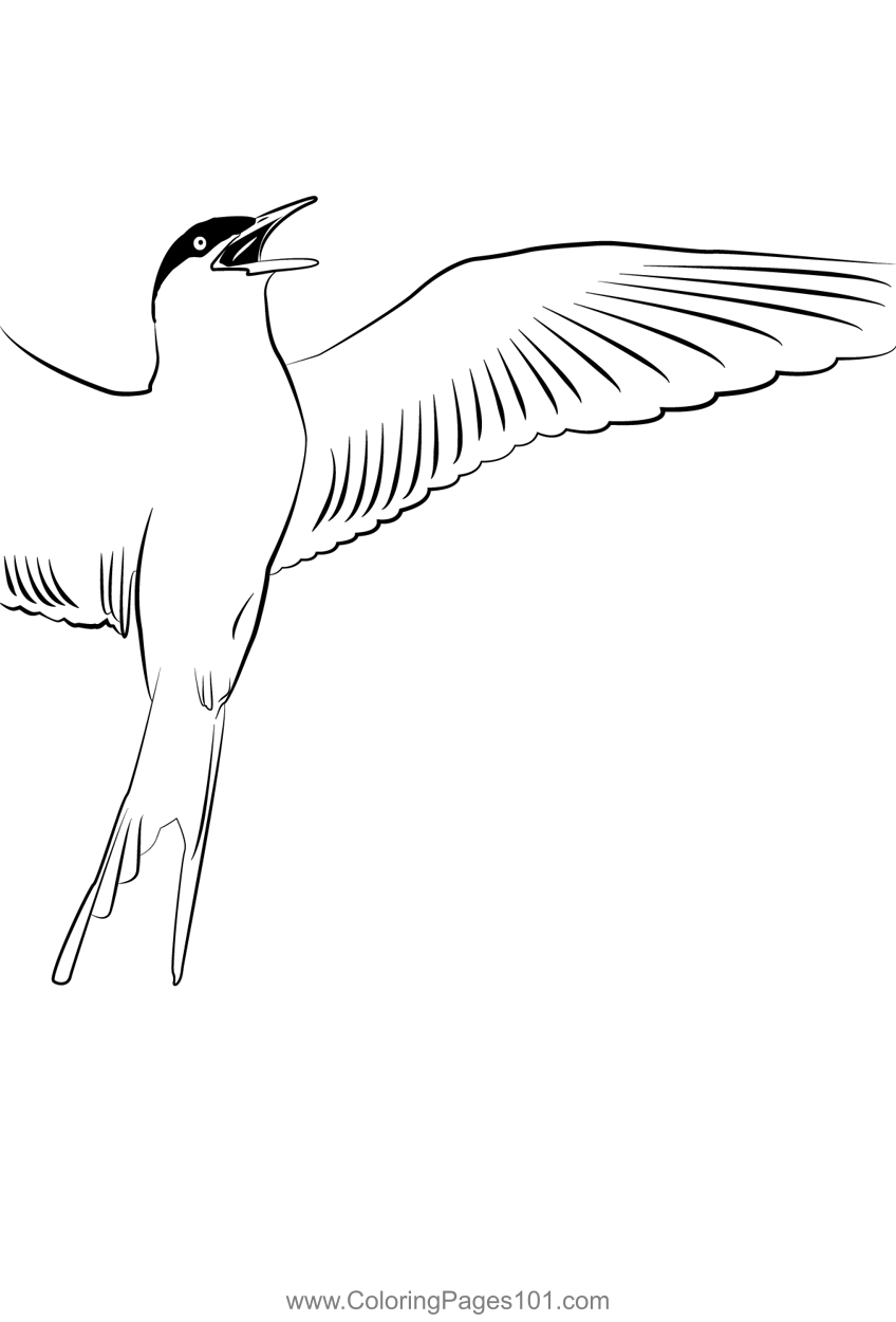 Arctic Tern 5