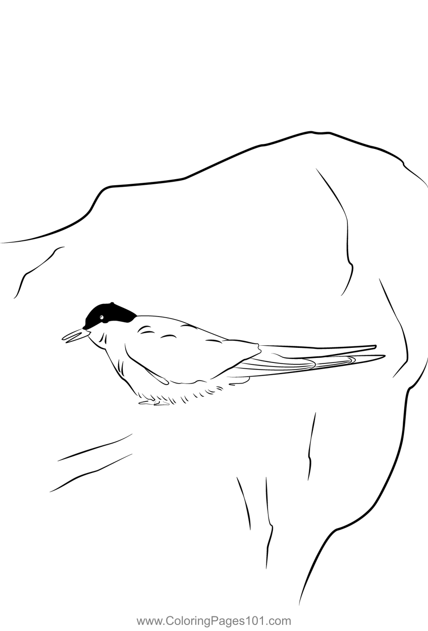 Arctic Tern 7