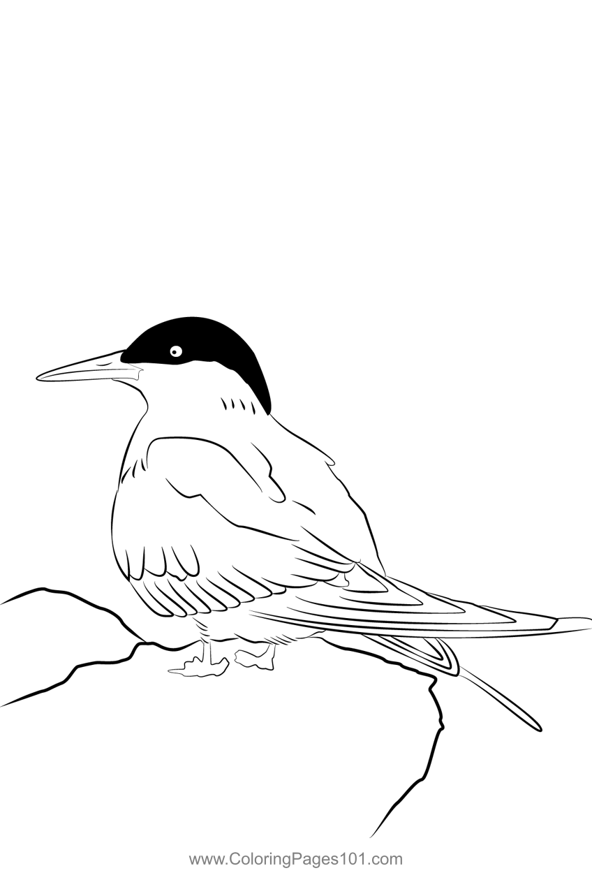 Arctic Tern 8