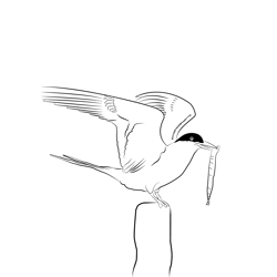 Arctic Tern 9 Free Coloring Page for Kids