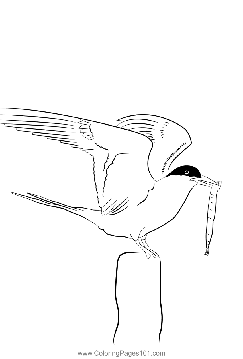 Arctic Tern 9