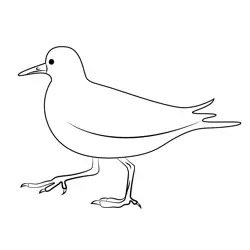 Beautiful Seagull Bird Free Coloring Page for Kids