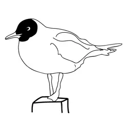 Black Headed Gull 1 Free Coloring Page for Kids