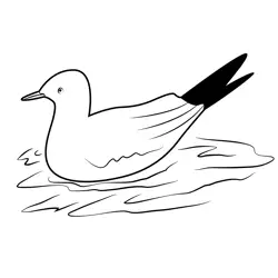 Black Headed Gull Free Coloring Page for Kids